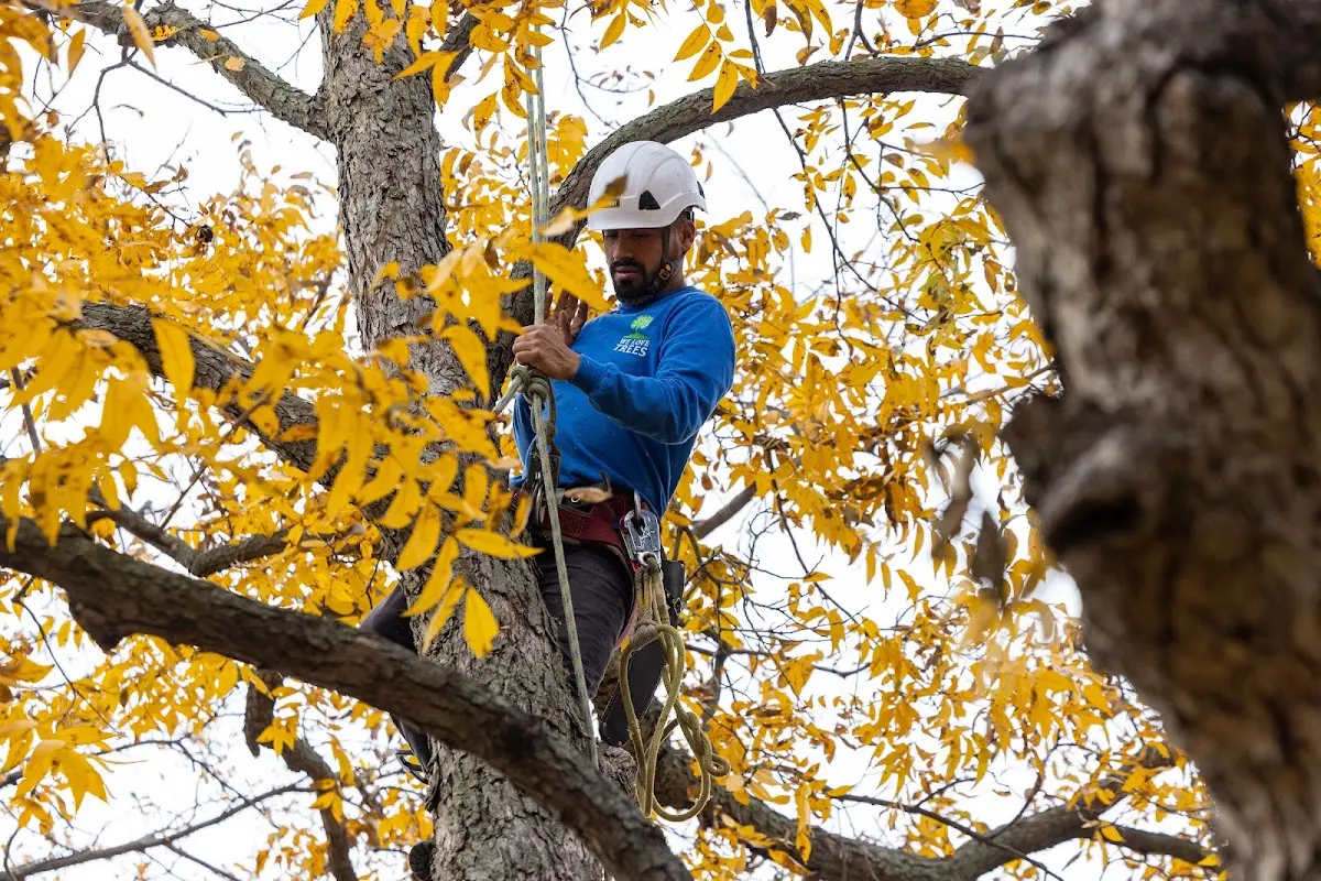 Skilled Tree Trimming crew working in Chester